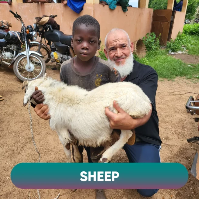 West Africa Sheep